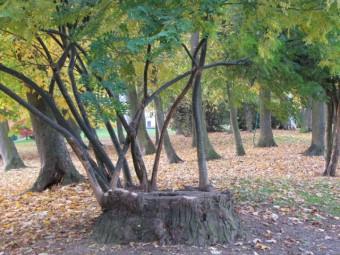 110122 Acacia Parc Chenil.jpg