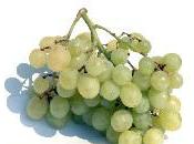 projets alsaciens surfent 2ème vague Grappes d'Entreprises