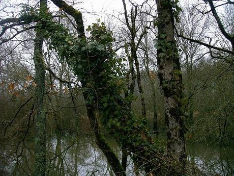 les chemins de la bohême les chemins de la bohême