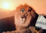 Lion d'Israël 1.jpg