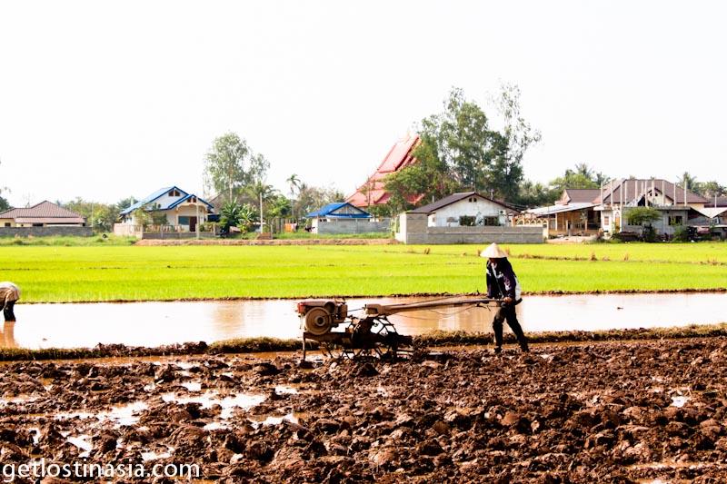 Laos ricefield