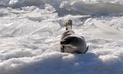 Le phoque de Pointe-aux-Outardes...