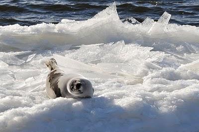 Le phoque de Pointe-aux-Outardes...