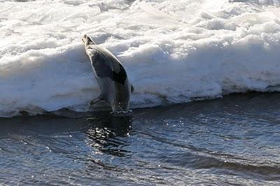 Le phoque de Pointe-aux-Outardes...