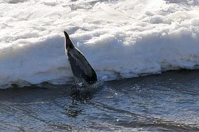 Le phoque de Pointe-aux-Outardes...