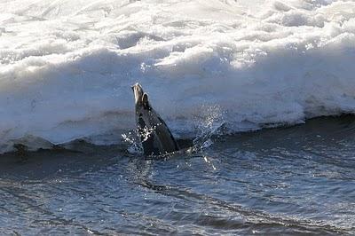 Le phoque de Pointe-aux-Outardes...