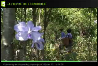 Fr5-orchidée_04