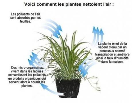 Combattre les pollutions bureautiques avec des plantes : mode d’emploi llution_bureautique_par_les_plantes-principe.jpg