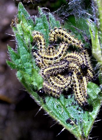 Des chenilles ? Non, un délicieux petit snack.