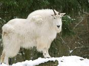 soleil t’ouvre main superbe (Leonardo Sinisgalli)