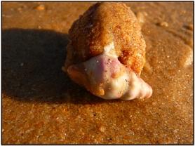 En marchant sous la mer