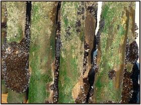 En marchant sous la mer