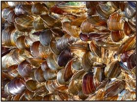 En marchant sous la mer