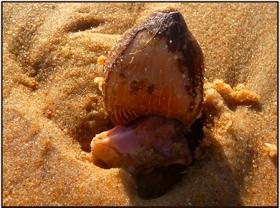 En marchant sous la mer