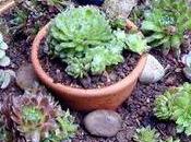 Pourquoi n'aime plantes grasses