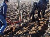 C'est boire qu'il nous faut, mais bio...