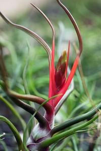 Tillandsia bulbosa