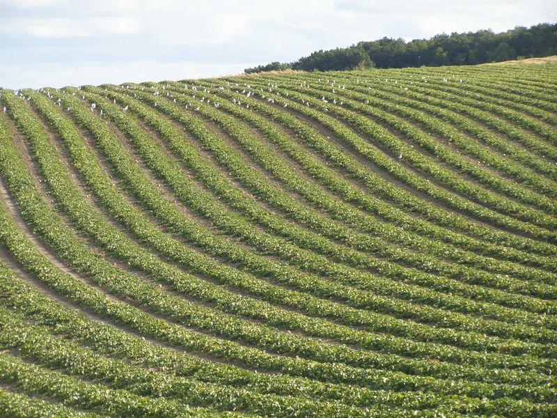 Pas autre chose à faire maintenant (Guillevic)