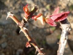 ROSIERS BOURGEON 520 (1632 x 1224).jpg