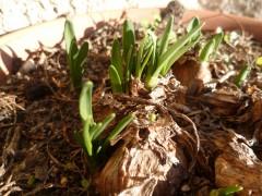 JONQUILLES 511 (1632 x 1224).jpg