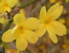 JASMIN 512 (1632 x 1224).jpg