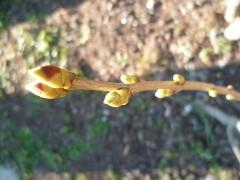 Bourgeon Lilas 517 (1632 x 1224).jpg