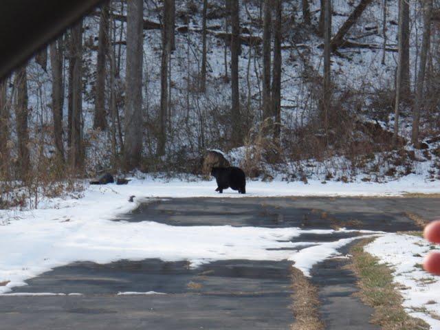 L'Homme Qui a Vu l'Homme Qui a Vu l'Ours
