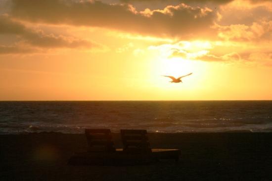 L'oiseau - En vacances en Floride, Miami.