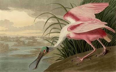 Au sommet, les dix livres les plus chers de l'Histoire: n°4, Birds of America par Audubon