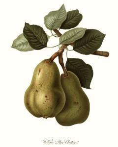 WilliamsBonChrétien De la poire, du poirier, de la nature, de la culture…