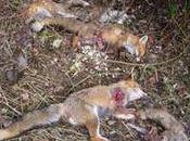 programme d'enfoiré spécial gros cons chasseurs