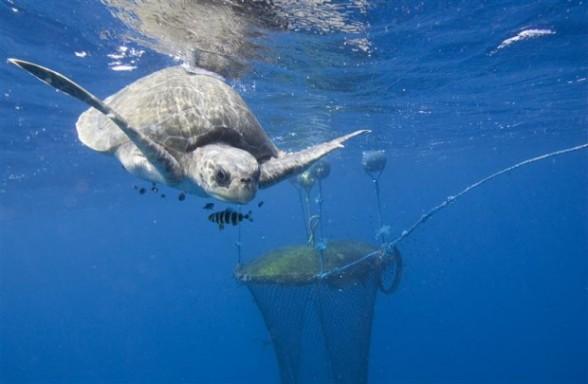 [Biodiversité - Mondialisation] De Taïwan au Royaume Uni, Greenpeace se mobilise pour les océans | Océans, Surpêche et Réserves marines – L’actualité de Greenpeace France