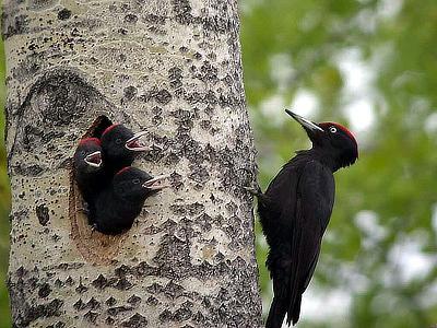 Le Pic Noir élu l’oiseau de l’année pour la biodiversité