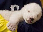 La petite ourse polaire du zoo de Nuremberg