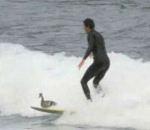 vidéo canard planche surf
