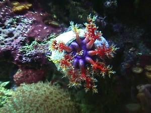 echinoderme_holothurie