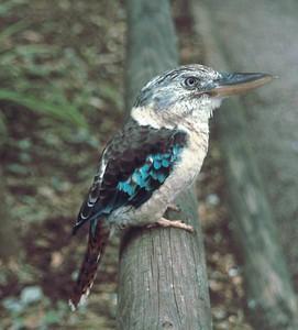 kookaburra