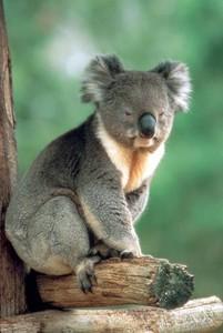 koala1