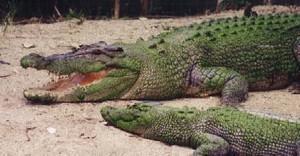 salties_crocodile_marin