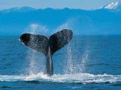 Success story Kamerun scoop versus minutes.fr