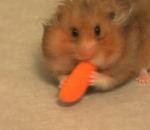 vidéo hamster bajoues garde-manger nourriture