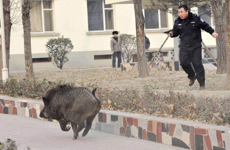 Ce policier poursuit un sanglier qui a semé la terreur en s’introduisant dans un hôpital de Taï-Yuan, capitale de la province du Shanxi, en Chine, dimanche 23 janvier. Après plus d’une heure de chasse, l’animal a été abattu par balle. 