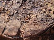 Néerlandaise Charleville, Australie