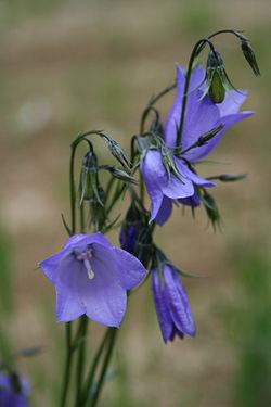Campanula