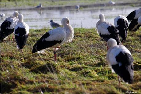 La cigogne blanche cigogne1.jpg