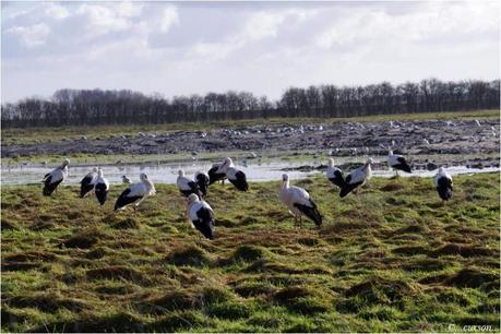La cigogne blanche cigogne.jpg