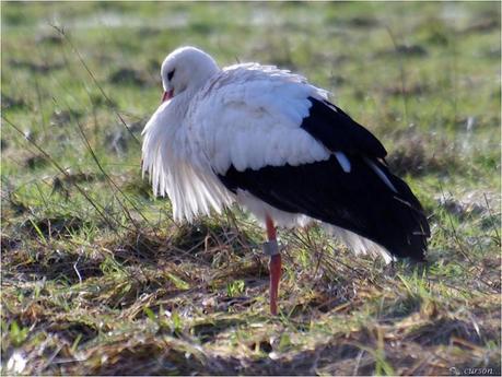 La cigogne blanche cigogne2.jpg