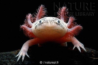 axolotl_1