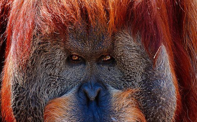Une histoire d’orangs-outans !