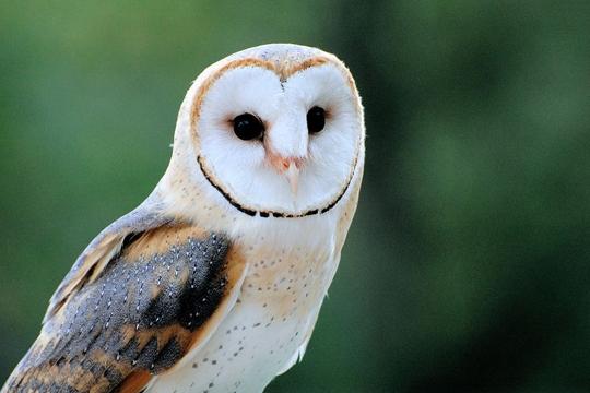 chouette effraie